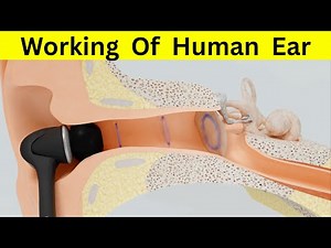 How Does the Human Ear Work? | Structure and Function of Ear Explained