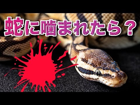 [Will I die?] Causes and Treatment for Snake Bites (Ball Python Specialty Store)
