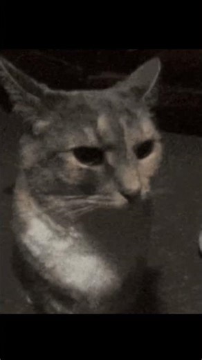 Little cat edit I made #elgato