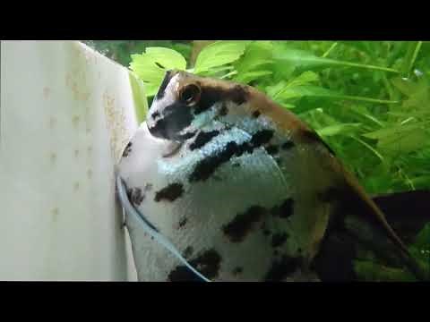 Angel Fish Breeding Cycle in Thirteen Minutes.