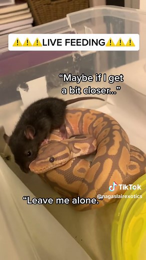 Feeding our snake. Sometimes they try to cuddle first 🙃 . #ballpython #feedingday #snakefeeding #snakesoftiktok #snake #ballpythonsoftiktok #snakesgottaeat #snakesgottaeattoo #hungrysnake #snakesgottaeattoo🐍 #snakekisses #snakefeedingtime #feedingmysnake #snakefeeding⚠️