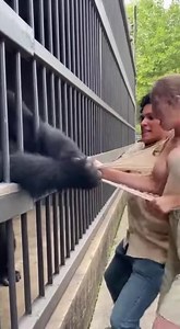 OMG! Check out this insane encounter at the zoo! A gorilla tries to rip a woman's shirt right off her body! 😲😳 #wildlife #animalattack #zoofails #gorillaencounter #animalsdoingthings #zooanimals #viral #shorts #shocking #amazing | Kind Hearts