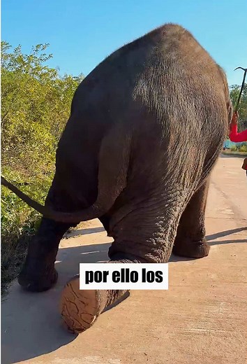 Por qué hay que recortar las patas de los elefantes domesticados