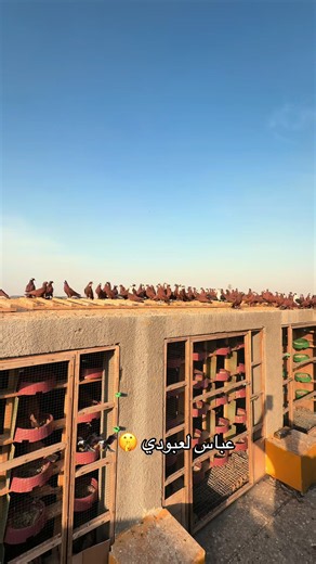 ‏عباس لعبودي 🤫🦅🦅#طيور #حمر #العراق #اكسبلور #لايك
