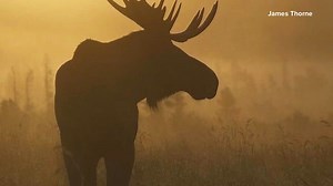 Maine DIFW held its 2021 moose lottery on Saturday