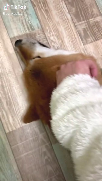 柴犬のいる生活の世界観を探る