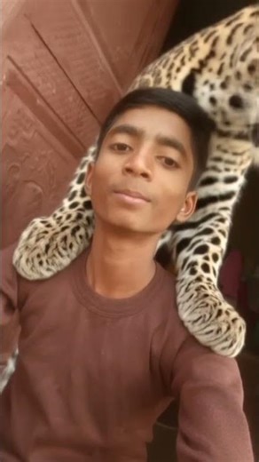 leopard effect trending short