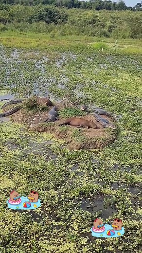 Discover the Adorable World of Capybaras