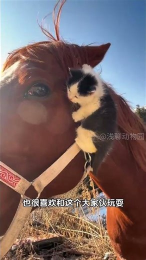 2022 Horse Year: Riches & Love Awaits