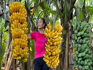 Harvesting bananas Go to the market to sell, knitting palm mats, air-conditioning mats for summer | Crafty Brushcraft