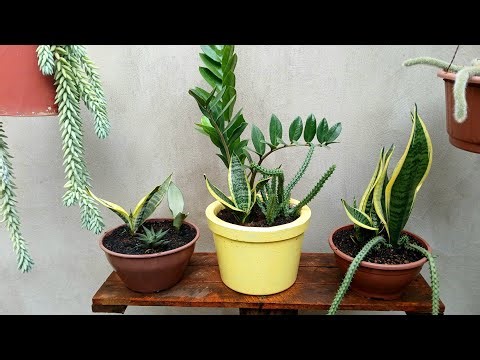 Plants that go well together January 1, 2026 Gratitude to God always