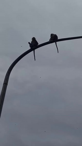 monkey climbs the pole #monkey #monkeydluffy #monkeyface #unfrezzmyaccount #foryoupage #trending #monyet