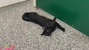 ADOPTED;) ANOTHER LONGTIME CONFISCATED COURT CASE IS NOW AVAILABLE…PLEASE SHARE! #A542364 Available now for adoption Salem is a young female cat who has been living in a small kennel since November 2 . Confiscated from owner, she needs a loving forever home! Came in with 2 male kittens #A542365 and #A542366 now 5 months old To adopt me, please call City of San Bernardino Animal Services and refer to my ID# when calling (909) 384-1304 UPDATE: The shelter is now open to the public for browsing fro