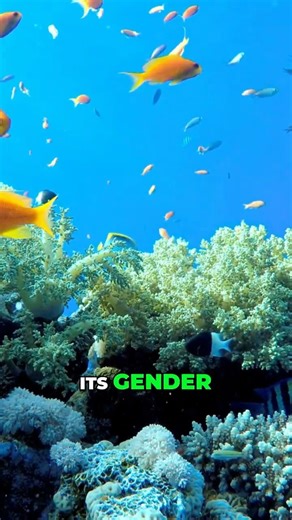 This Fish Changes Gender