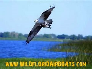 Orlando Airboat Tours | Wild Florida Airboat Rides