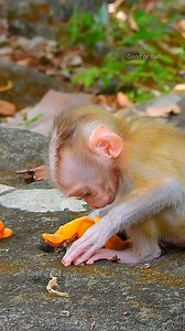 8.7K views · 1K reactions | Ooh Lucie learn eating fruit! so really cute adorable baby no teeth yet! | Good Or Bad | Facebook