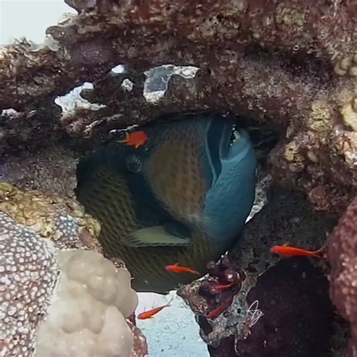 🐠 **The Reef Phantom** 🐠 One moment, it’s there—lurking in the reef, blending with the corals. The next, it vanishes into the blue. The titan triggerfish, a bold yet elusive creature, knows exactly when to hide and when to glide away. Have you ever encountered one up close? #TitanTriggerfish #triggerfish #MarineLife #underwaterworld #RedSeaDiving #ScubaDiving #OceanVibes #wildlifephotography #NatureBeauty | Red Sea Diving