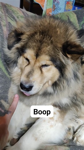 Boop the snoot | Arthur Moy | Facebook