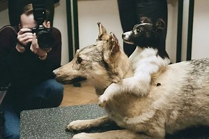 Vladimir Demikhov, The Man Who Made A Two-Head Dog