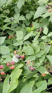 RASPBERRIES, POISON IVY #summertime #backyard #wildberries #poisonivy #countryliving #musicnotmine