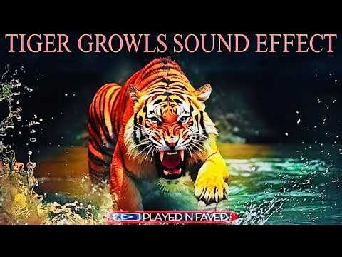 Tiger Growls Sound Effects