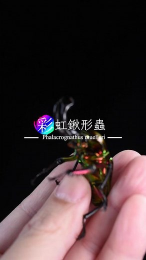 Close-Up of Six Stunning Bling Beetles