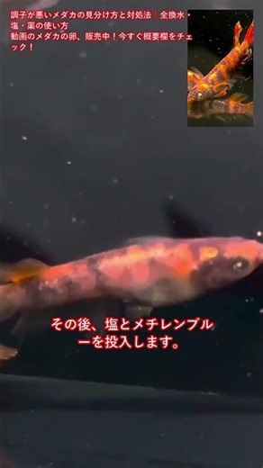 How to Spot and Treat Sick Medaka (Rice Fish): Full Water Changes, Salt, and Medication #Shorts