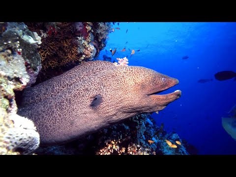 Inside Nature's Deadliest Ambush Predators - Alligator, Python, Moray Eel