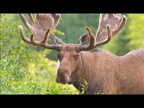 Elch Geräusche !