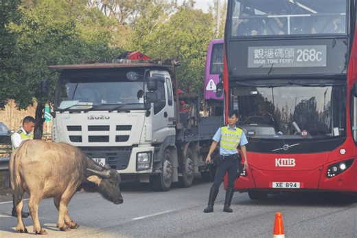 Morning crash with buffalo disrupts Tsing Long Highway traffic for two hours