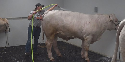 Cattle get spruced up for the annual Black Hills Stock Show & Rodeo
