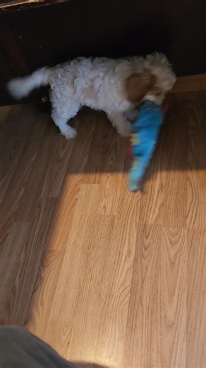 This is Poco a 11 week old Cavapoo. He is a sweet playful clown. He is crate trained and uses a doggy door to go outside to do his business. He is looking for someone to adopt him and love him. If interested please text or call 806-471-3548 Thanks, Jenette Baker | High Plains Cavapoos