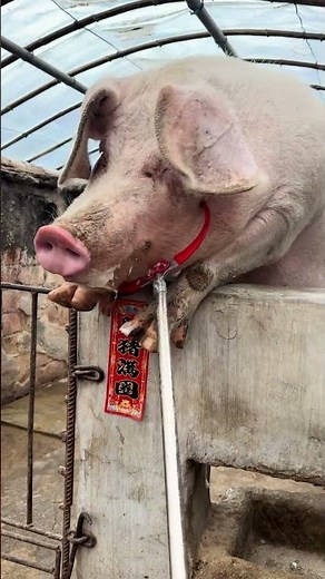 Farmer Handling a Pig Using a Wire Stick | Pig Farm Work