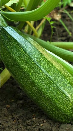 Le purin de consoude : une pépite pour le potager 🌿