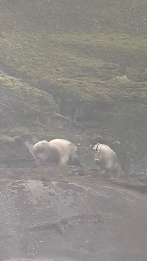 It’s Bout’ to Get Western! Mountain goats will defend their territory fiercely from smaller goats, but most confrontations between goats are mainly a show of dominance and strength through posturing and displaying of horns and do not involve actual fighting. On occasion during the rut billies will show very aggressive behavior towards each other to establish dominance and secure breeding rights which can result in injury and occasionally in death! 🎥: @kildala_adventures #goatalliance #kingofthe