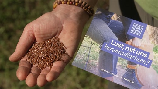 Leinsamen aussäen