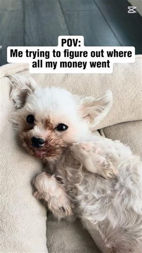 Cute dog takes all my money #doggybestfriend #cutepuppy