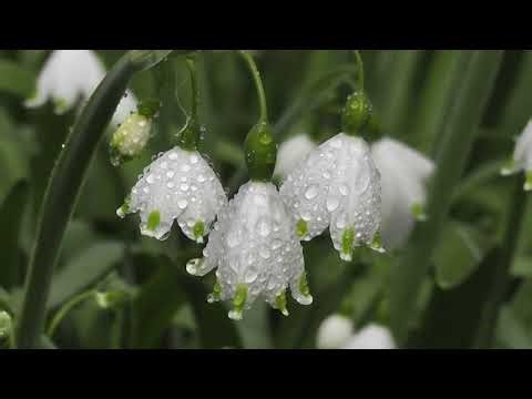 Psalm 91 - The Prayer of Protection | King James Version (KJV) | Peaceful Scripture Reading #bible