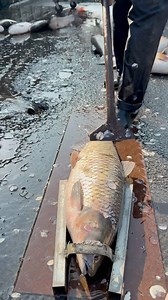 Giant lake fish scaling process | Big fish scales #fblifestyle #fishscale | Food World