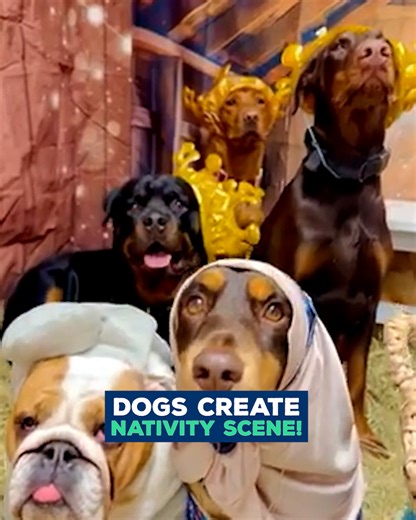 This might be the cutest Nativity scene you’ll see all Christmas. 🥹✨ | Love This