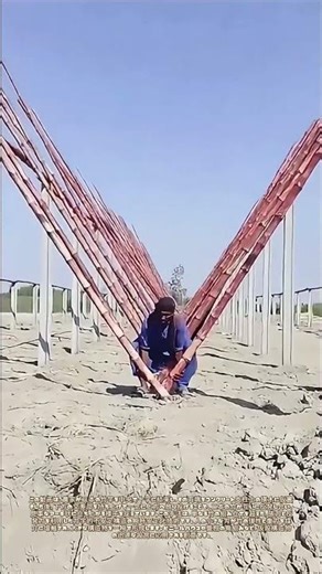 竹が描く空中の弧：力学的解放が生む瞬時のアーチ構築