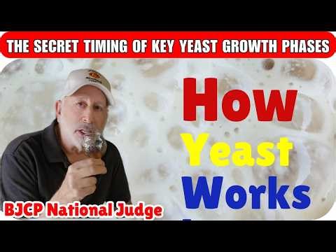 Stop Stalled Mead: 4 Yeast Growth Phases