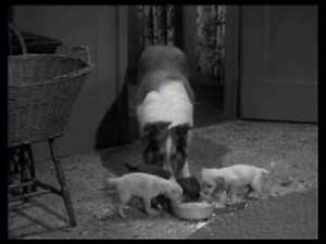 Lassie - Episode #236 - "Apron Strings" - Season 7 Ep. 17 - 01/08/1961