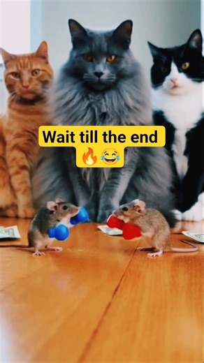 Epic Mouse Boxing Fight 🥊 Realistic Battle While Cats Watch Silently 😳 #shortvideo