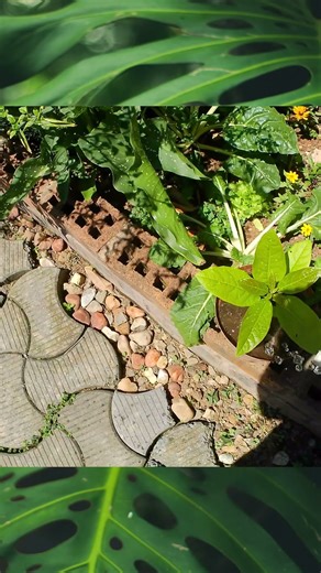 Watering my fruit trees and vegetables #gardening