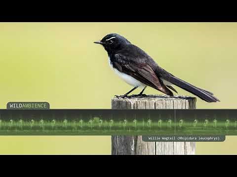 Willie Wagtail Calls & Song. The sounds of a Willie Wagtail singing in the Australian bush.
