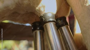 Modern milking machine extracting milk from a dairy cow's udders, close up shot.