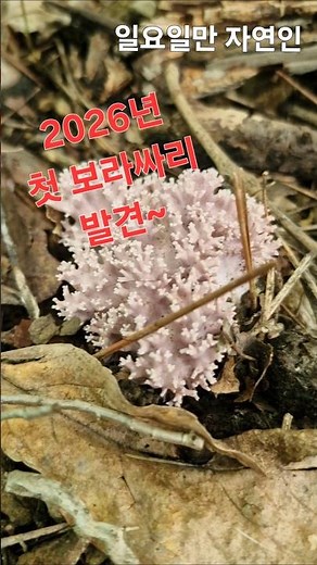 2026년도 첫 보라싸리버섯~~^^ #강원도#버섯산행#보라싸리#산행#산골#산삼산행#귀촌생활#버섯#시골살이#산촌#강아지#고양이#힐링#행복#산책#즐거움#자연#야생#nature
