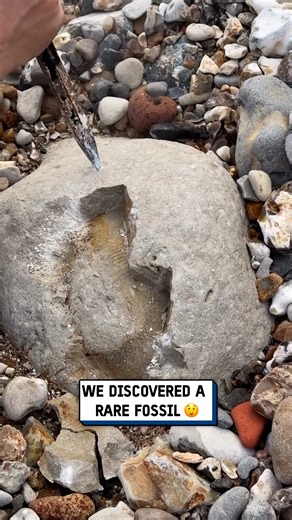 1.9M views · 7.6K reactions | I found a 400 million year old sea creature 勞 #fossil #discovery | UNILAD Tech | Facebook