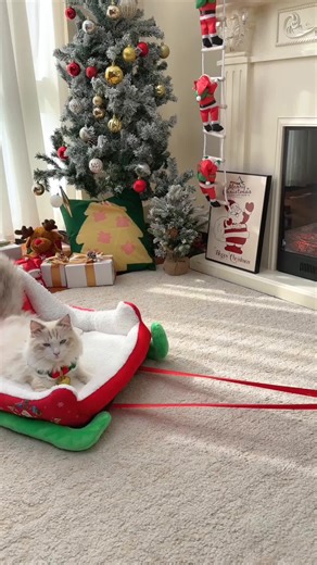 Download the Temu app and search for the code below to get it! 👇😘 🔎ffh9354 🔗https://temu.to/m/gmmbmg0gbhx #Temufinds #Shoptemu #Temu